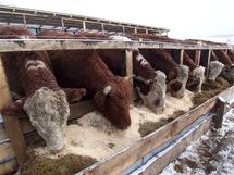 La Tierra incapaz de seguir el ritmo actual de consumo de carnes y pescado