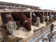 La Tierra incapaz de seguir el ritmo actual de consumo de carnes y pescado La Tierra incapaz de seguir el ritmo actual de consumo de carnes y pescado