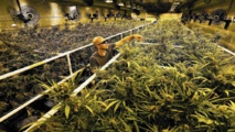 Una plantación de marihuana de interior en el sur de California
