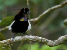 El ave del paraíso, Parotia Wahnesi El ave del paraíso, Parotia Wahnesi