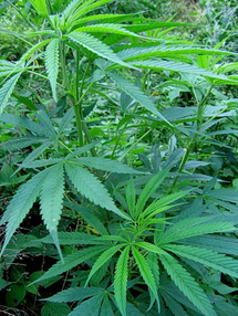 California votará para legalizar la marihuana