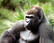 La ONU alerta de la desaparición de gorilas en 2025 La ONU alerta de la desaparición de gorilas en 2025