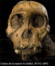 Un homínido hallado en Sudáfrica revela nueva etapa de la evolución humana Un homínido hallado en Sudáfrica revela nueva etapa de la evolución humana