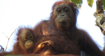 Orangutanes Orangutanes