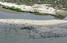 Pájaros en la costa de las islas Chandeluer, al sur de Luisiana