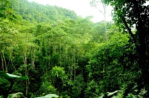 Científicos alertan sobre disminución de la biodiversidad global Científicos alertan sobre disminución de la biodiversidad global