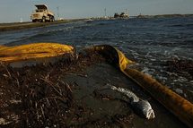 Crudo destruye pantano de Florida y temen avance en cayos y Miami Crudo destruye pantano de Florida y temen avance en cayos y Miami