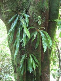 En Costa Rica se descubre una especie nueva cada dos días En Costa Rica se descubre una especie nueva cada dos días