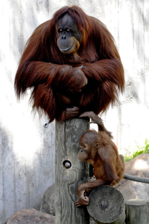 Orangutanes, en un zoo