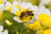Una abeja en una flor Una abeja en una flor