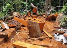 La UE prohíbe el comercio de madera de tala ilegal en su territorio La UE prohíbe el comercio de madera de tala ilegal en su territorio