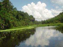 Perú pierde 150.000 hectáreas de bosques anualmente (Defensoría del Pueblo) Perú pierde 150.000 hectáreas de bosques anualmente (Defensoría del Pueblo)