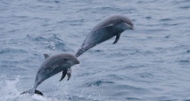 Delfines de nariz de botella
