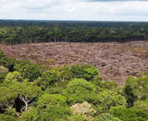 Destrucción de ecosistemas agrava inundaciones mortíferas Destrucción de ecosistemas agrava inundaciones mortíferas