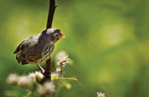 Pinzón de las Galápagos Pinzón de las Galápagos