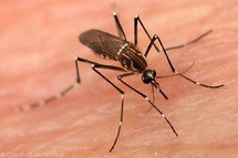 Crece número de enfermos de dengue en el mundo