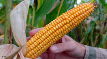 El maíz 810 de Monsanto, genéticamente modificado El maíz 810 de Monsanto, genéticamente modificado