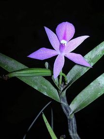 Orquídea en peligro de extinción Orquídea en peligro de extinción
