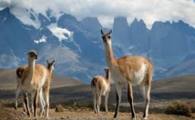 Guanacos en el Perú Guanacos en el Perú