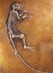 Fósil de primate de 47 millones de años, hallado en Alemania