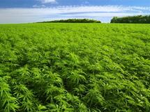 Marihuana Marihuana