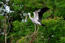 Nagoya: bocanada de aire para la ONU, un poco de luz para la biodiversidad