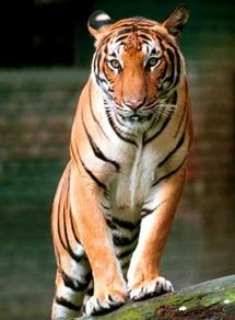 Trece países se reúnen en San Petersburgo para proteger al tigre Trece países se reúnen en San Petersburgo para proteger al tigre