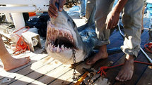Egipto: Las causas de los ataques de tiburones pueden ser múltiples Egipto: Las causas de los ataques de tiburones pueden ser múltiples