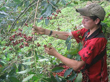 Niños de 6 años cortan café bajo frío y lluvia en las montañas de Honduras Niños de 6 años cortan café bajo frío y lluvia en las montañas de Honduras