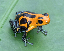 Ranitomeya Amazónica Ranitomeya Amazónica