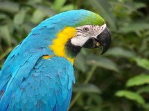 Guacamayo azul