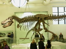 Esqueleto de un Tiranosaurius Rex