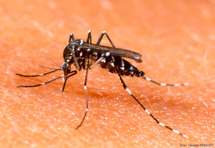 Aedes Aegypti Aedes Aegypti