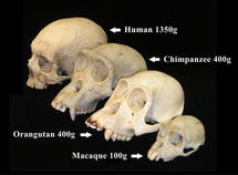 La reducción del cerebro humano, una señal de civilización, según la ciencia La reducción del cerebro humano, una señal de civilización, según la ciencia