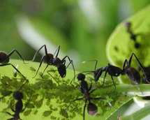 "El señor de las hormigas" ganó premio español de ecología