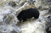 Un oso negro de Alaska. Un oso negro de Alaska.