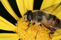 Una abeja Una abeja