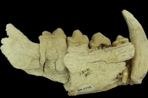 Mandíbula de una hiena prehistórica de Venta Micena.