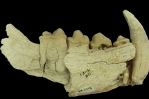 Mandíbula de una hiena prehistórica de Venta Micena. Mandíbula de una hiena prehistórica de Venta Micena.