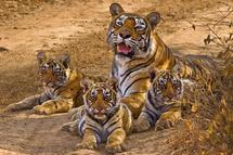 Una familia de tigres protegida por el programa. Una familia de tigres protegida por el programa.