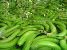 Productores de banano orgánico y su lucha de David contra Goliat en Ecuador