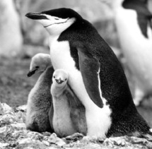 Pygoscelis antarctica. Pygoscelis antarctica.
