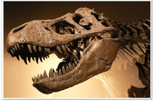 Confirman que restos fósiles hallados en Colombia corresponden a dinosaurio