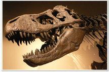 Confirman que restos fósiles hallados en Colombia corresponden a dinosaurio Confirman que restos fósiles hallados en Colombia corresponden a dinosaurio
