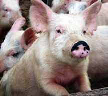 Bacteria resistente contamina el 25% de la carne estadounidense Bacteria resistente contamina el 25% de la carne estadounidense
