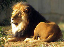 Un león en el Zoo Nacional de Washington.
