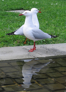 Los pájaros convierten la vida en Sídney en una pesadilla