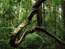 Polémica ley pone en juego equilibrio entre bosques y agricultura de Brasil Polémica ley pone en juego equilibrio entre bosques y agricultura de Brasil