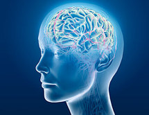 Simular el cerebro humano por ordenador, un desafío para 2023 Simular el cerebro humano por ordenador, un desafío para 2023