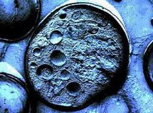 Descubierta una nueva célula en el cuerpo humano Descubierta una nueva célula en el cuerpo humano